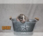 Small Photo #6 Miniature Australian Shepherd Puppy For Sale in ORRTANNA, PA, USA