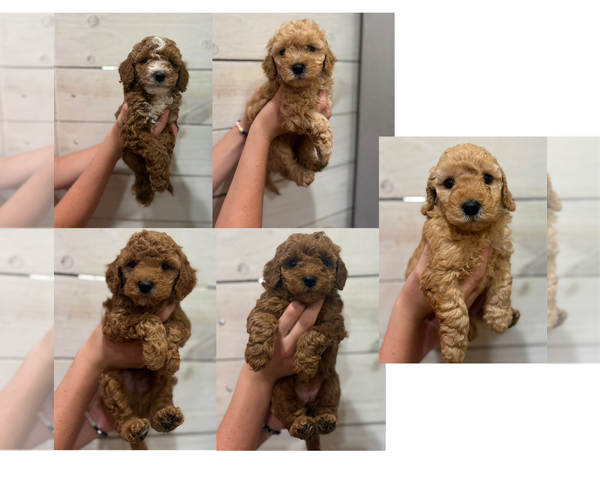 Medium Photo #1 Goldendoodle Puppy For Sale in DENHAM SPRINGS, LA, USA