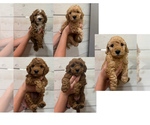 Medium Goldendoodle