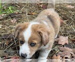 Lark - Female Aussie-Corgi Puppy for Sale - Photo #3