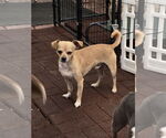 Small #6 Chihuahua