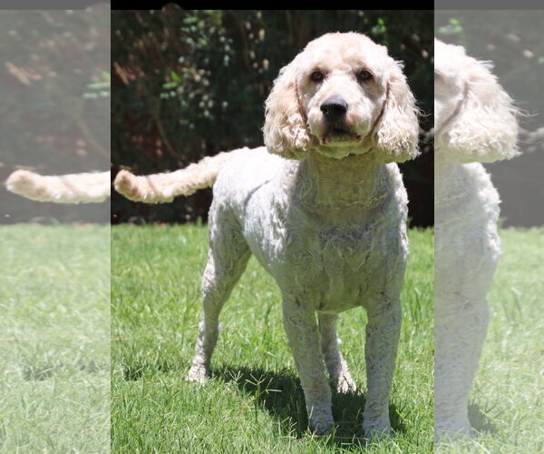 Medium Photo #2  Puppy For Sale in , 