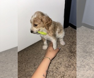 Goldendoodle Puppy for sale in SCOTTSDALE, AZ, USA