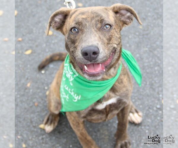 Medium Photo #13 Boxer-Unknown Mix Puppy For Sale in Washington, DC, USA