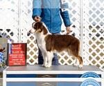 Small Photo #1 Miniature American Shepherd Puppy For Sale in GARYSBURG, NC, USA