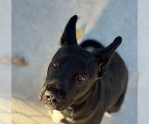 Black Mouth Cur-Unknown Mix Dogs for adoption in Tulsa, OK, USA