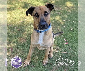 German Shepherd Dog Dogs for adoption in Irvine, CA, USA