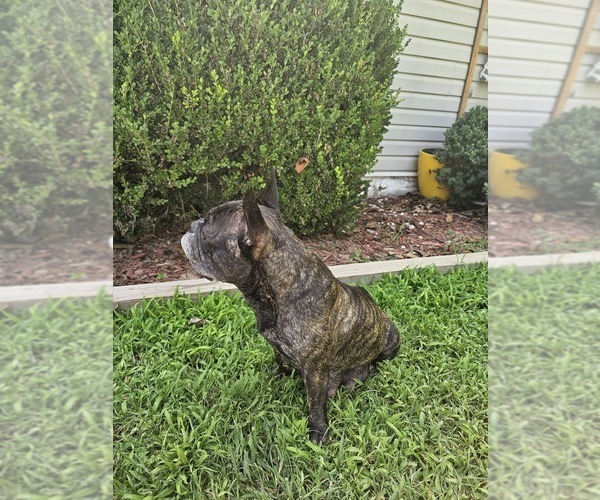 Medium Photo #1 French Bulldog Puppy For Sale in CLEVELAND, OK, USA