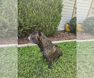 Mother of the French Bulldog puppies born on 05/23/2026