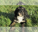 Small #1 Bernedoodle