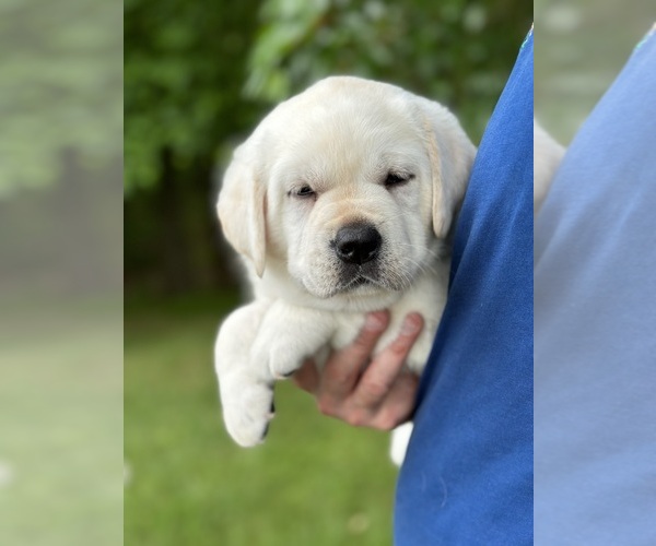 Medium Photo #9 Labrador Retriever Puppy For Sale in MOUNT AIRY, MD, USA