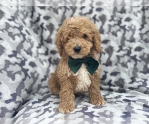 Cock-A-Poo Puppy for sale in LAKELAND, FL, USA