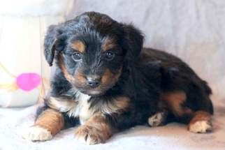 Aussie-Poo Puppy for sale in MOUNT JOY, PA, USA