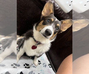 Mother of the Pembroke Welsh Corgi puppies born on 09/21/2025
