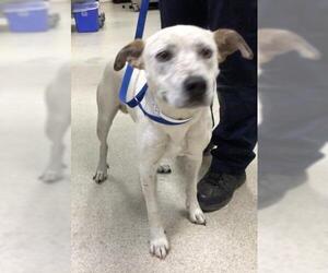 Mutt Dogs for adoption in Riverside, CA, USA