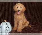Image preview for Ad Listing. Nickname: buddy