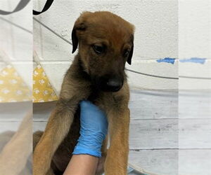 German Shepherd Dog Dogs for adoption in San Bernardino, CA, USA