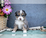 Small Photo #21 Miniature Australian Shepherd Puppy For Sale in CLARE, MI, USA