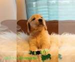 Small Photo #6 Golden Retriever Puppy For Sale in CARLTON, GA, USA
