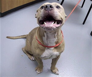 Mutt Dogs for adoption in St. Cloud, FL, USA