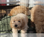 Small #35 Goldendoodle