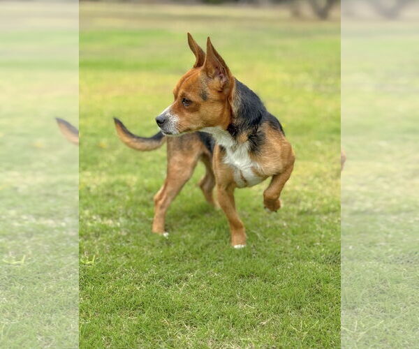 Medium Photo #6 Chihuahua-Unknown Mix Puppy For Sale in PIPE CREEK, TX, USA