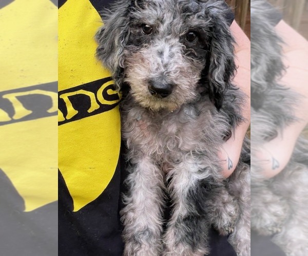 Medium Photo #7 Poodle (Standard) Puppy For Sale in MONROE, GA, USA