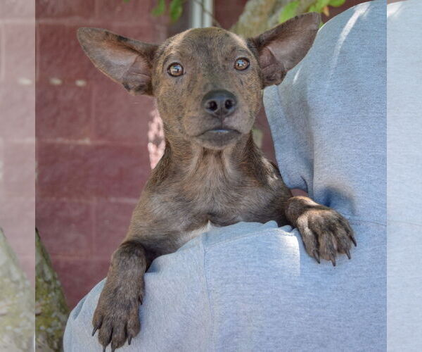 Medium Photo #5 Australian Kelpie-Rat Terrier Mix Puppy For Sale in Huntley, IL, USA