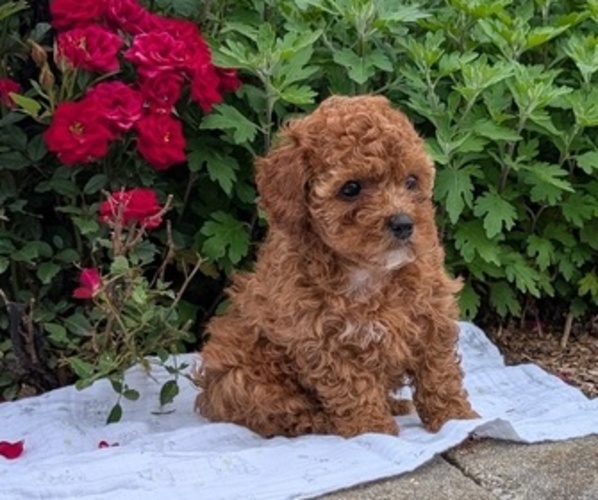 Medium Photo #11 Cock-A-Poo Puppy For Sale in GOSHEN, IN, USA