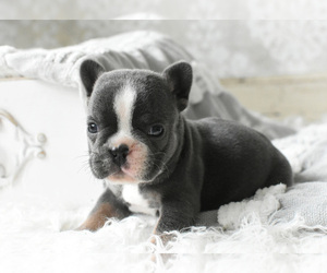 French Bulldog Puppy for sale in HOLDEN, MO, USA