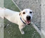 Small Photo #14 Lab-Pointer Puppy For Sale in San Diego, CA, USA