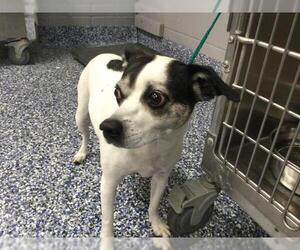 Parson Russell Terrier Dogs for adoption in Riverside, CA, USA