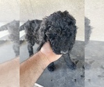 Small Photo #5 Poodle (Standard) Puppy For Sale in BAKERSFIELD, CA, USA
