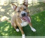 Small #1 American Pit Bull Terrier Mix