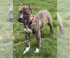 Mutt Dogs for adoption in Clarkston, MI, USA