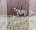 Small Photo #1 French Bulldog Puppy For Sale in BENTONVILLE, AR, USA