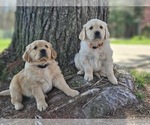 Small Photo #6 Golden Retriever Puppy For Sale in PRINCEVILLE, IL, USA