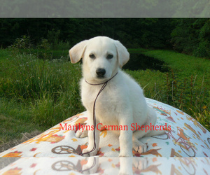 German Shepherd Dog Puppy for Sale in PIEDMONT, Missouri USA
