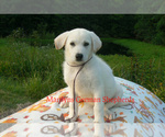 Image preview for Ad Listing. Nickname: Midnight Plum