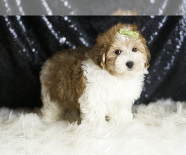 Medium Photo #1 YorkiePoo Puppy For Sale in WARSAW, IN, USA