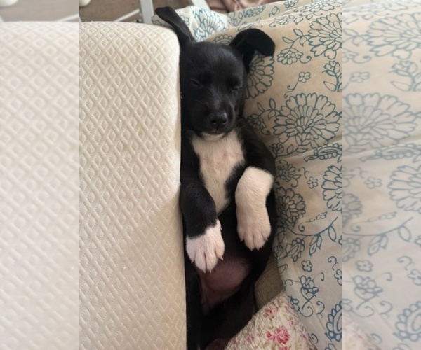Medium Photo #4 American French Bull Terrier-Chihuahua Mix Puppy For Sale in MIAMI, FL, USA