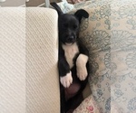 Small #3 American French Bull Terrier-Chihuahua Mix