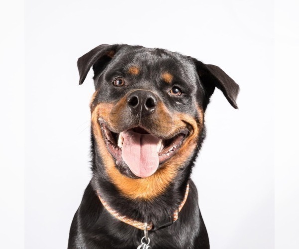 Medium Photo #41 Rottweiler Puppy For Sale in VONORE, TN, USA