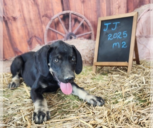 Medium Photo #5 Catahoula Leopard Dog Puppy For Sale in CUMBY, TX, USA
