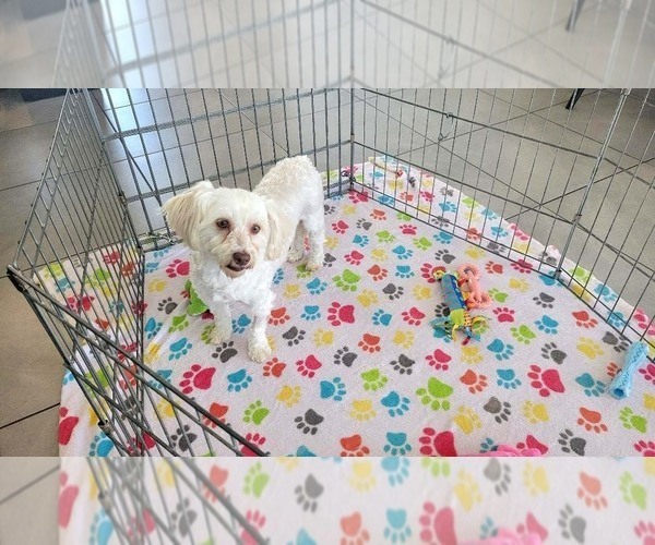 Medium Photo #2 Havanese Puppy For Sale in ORO VALLEY, AZ, USA