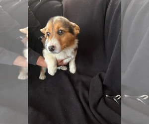 Cava-Corgi Puppy for Sale in WATERTOWN, Wisconsin USA