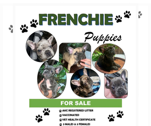 French Bulldog Litter for sale in ATWATER, CA, USA