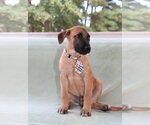 Small #8 Black Mouth Cur Mix