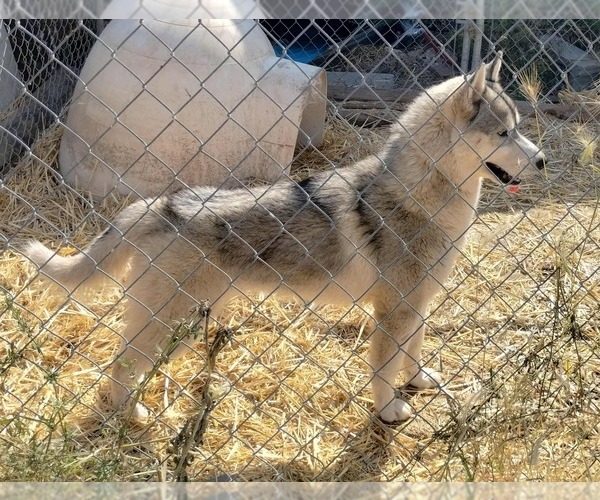 Medium Photo #1 Siberian Husky Puppy For Sale in KENNEWICK, WA, USA