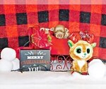 Small #1 Chihuahua